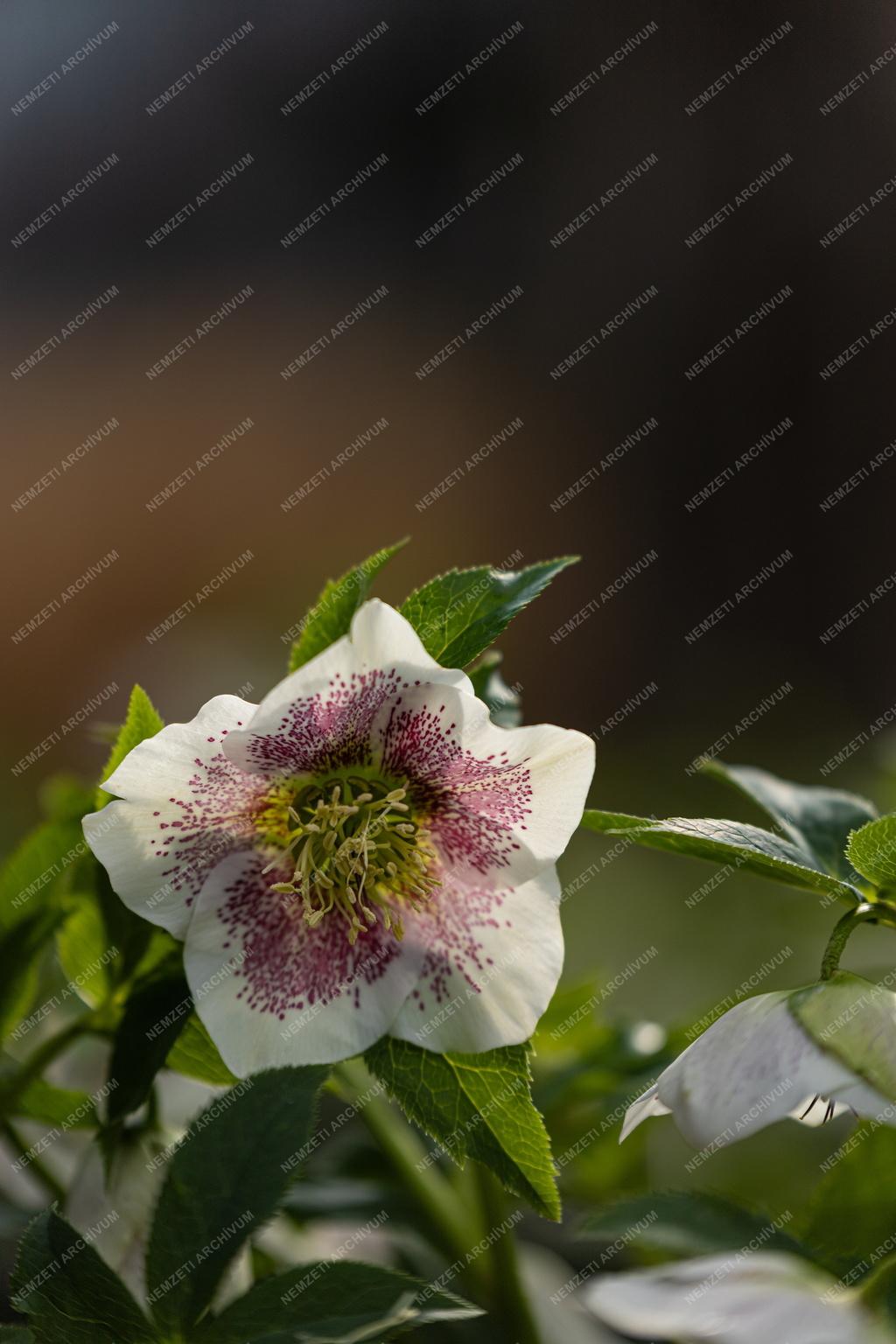 Természet - Növényvilág - Keleti hunyor 