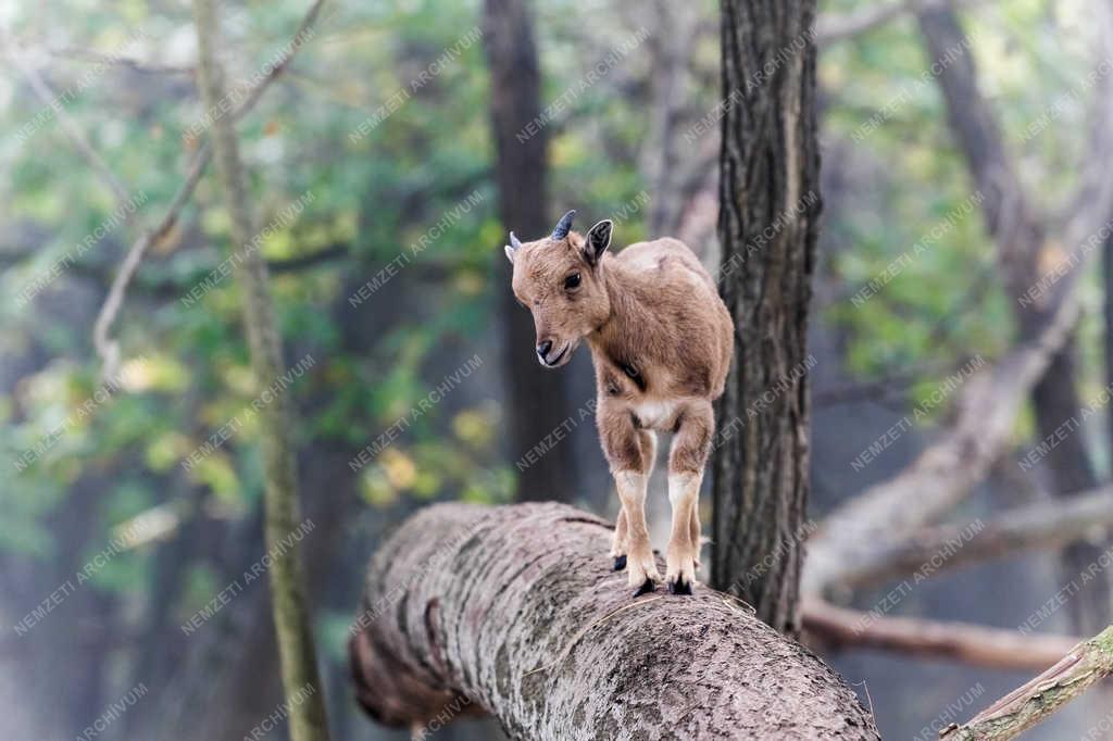 Természetvédelem - Felsőlajos - Sörényes juh