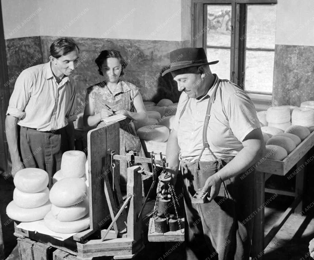 Élelmiszeripar - Tej- és sajtfeldolgozó