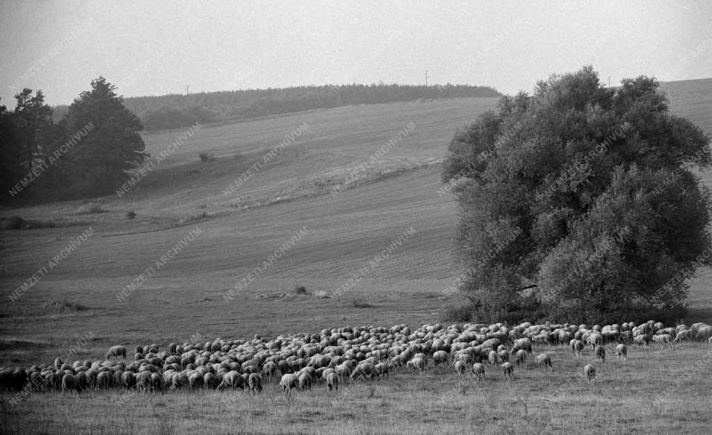 Tájkép - Mezőgazdaság  - Birkanyáj a Bakonyban