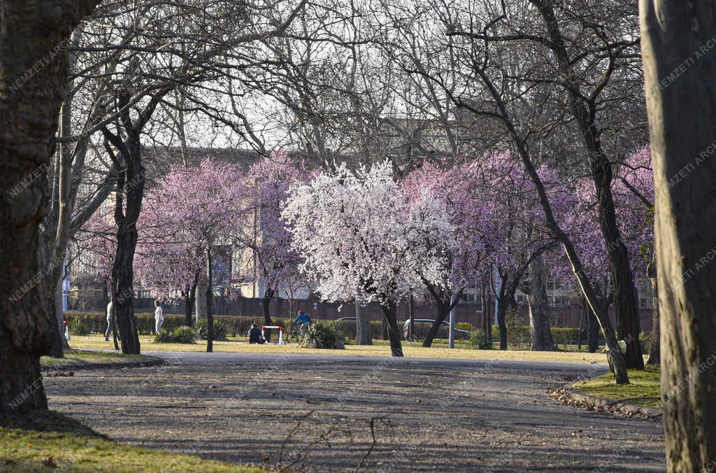 Természet - Budapest - Népliget