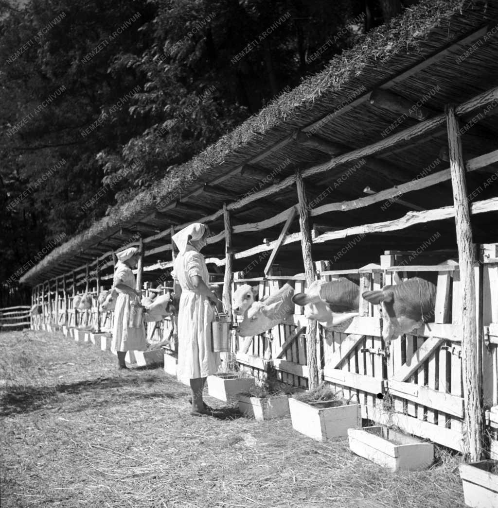 Mezőgazdaság - Állattenyésztés