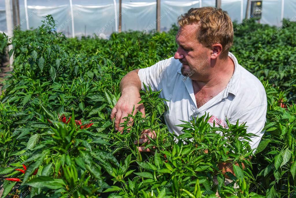 Élelmiszeripar - Tetétlen - Sárréti chilifarm