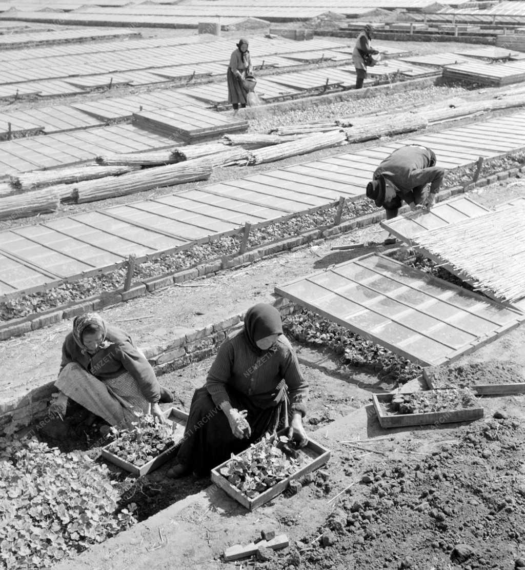 Mezőgazdaság - Dunaföldvári Termelőszövetkezetek Közös Vállakozásai