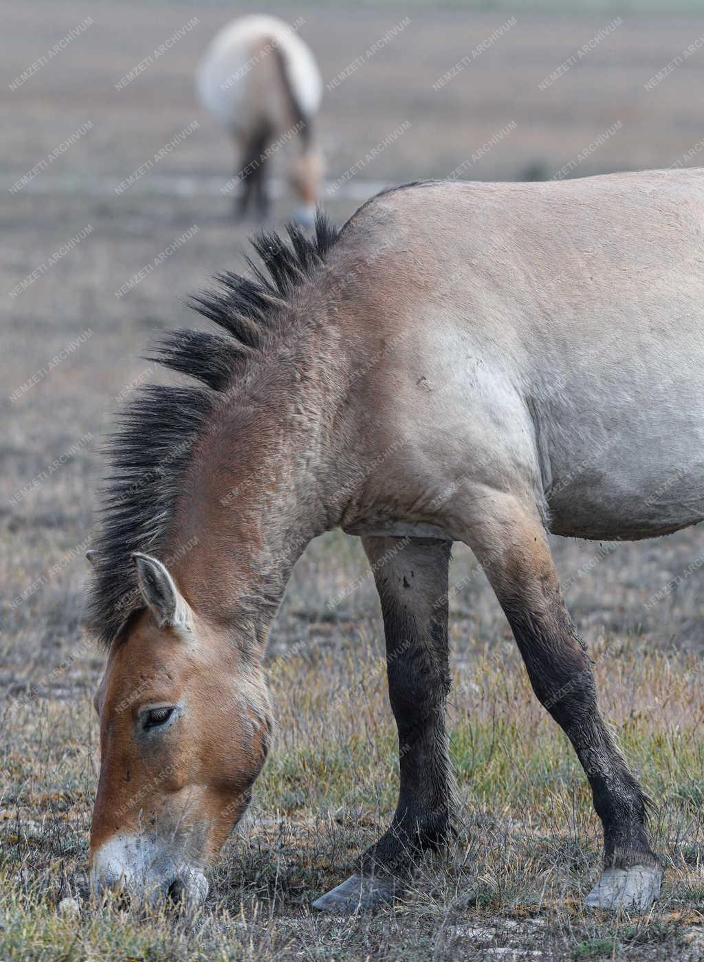 Állatvilág - Hortobágy - Przewalski-lovak