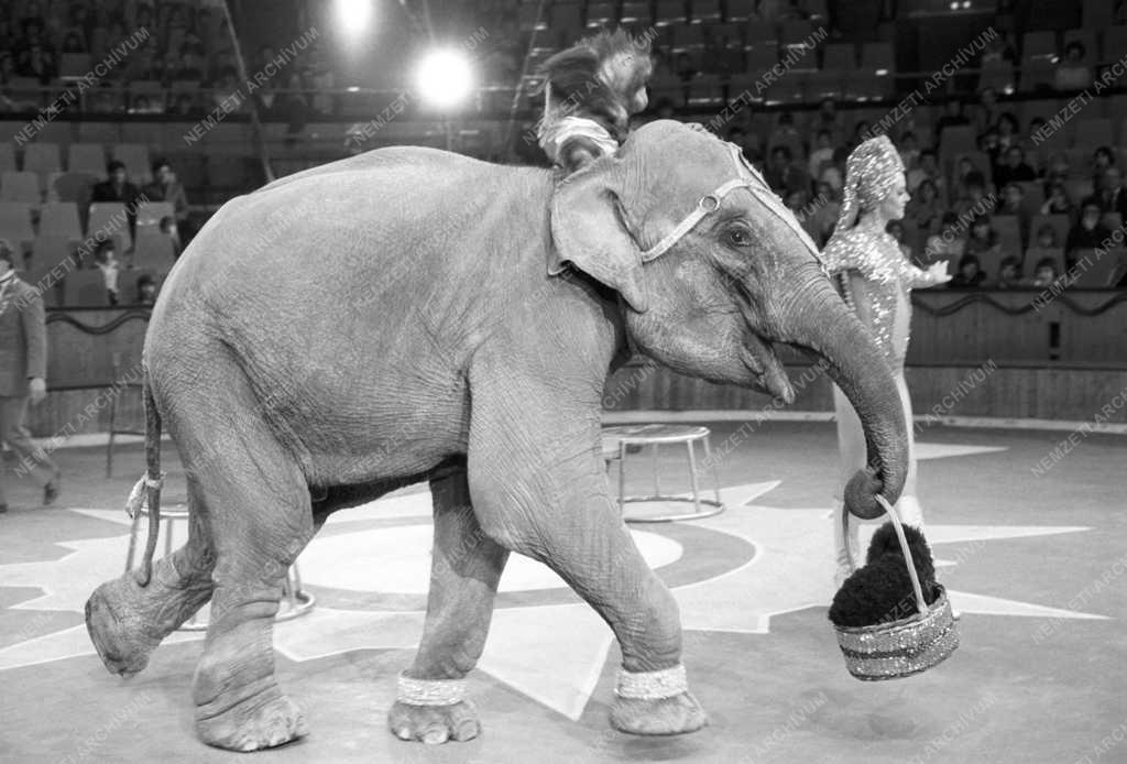 Cirkusz - Attrakciók '85