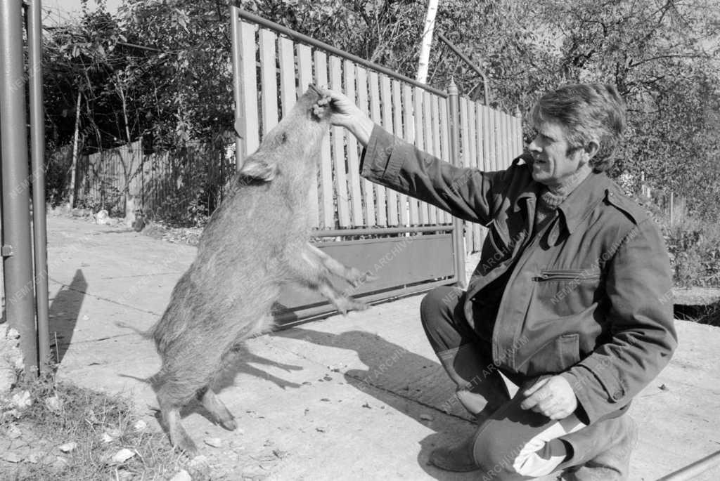 Természet - Állatvilág - Háziasított vadmalac