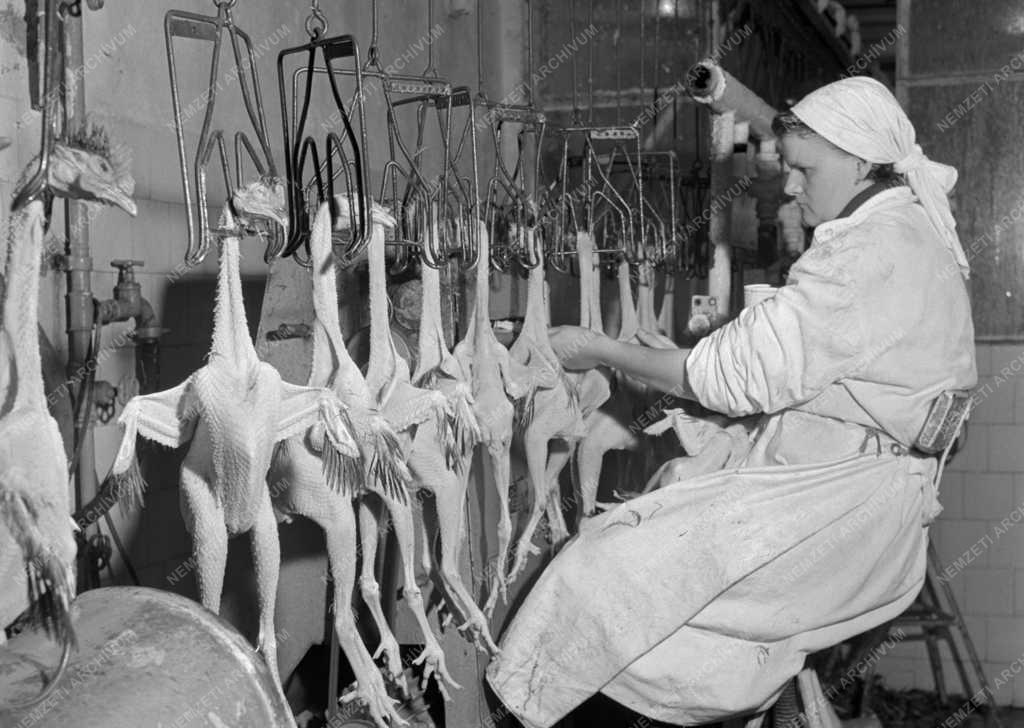 Élelmiszeripar - Békéscsabai Baromfifeldolgozó
