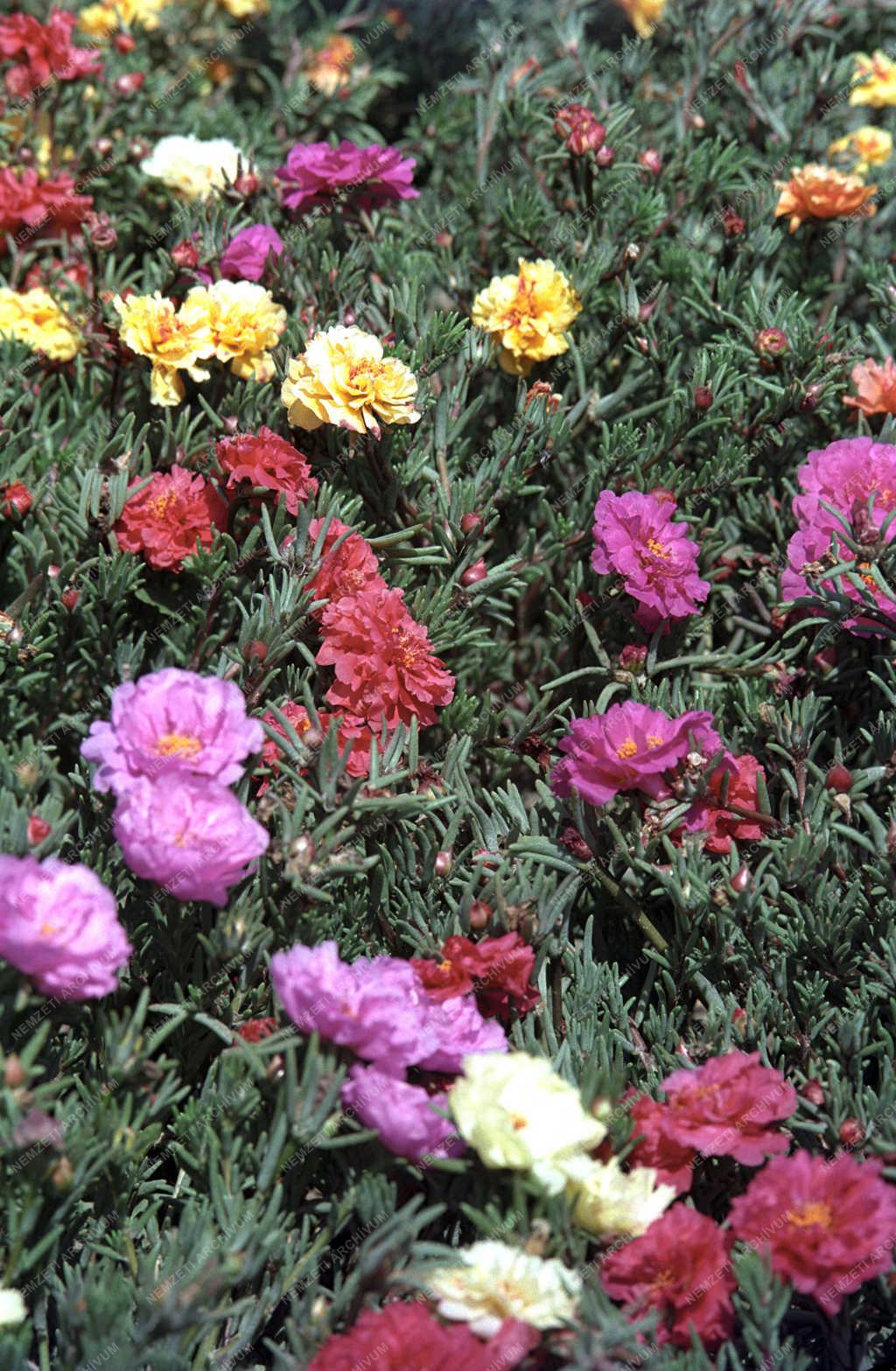 Természet - Virágok