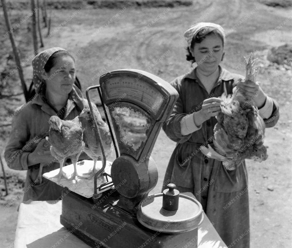 Mezőgazdaság - Dunaföldvári Termelőszövetkezetek Közös Vállakozásai