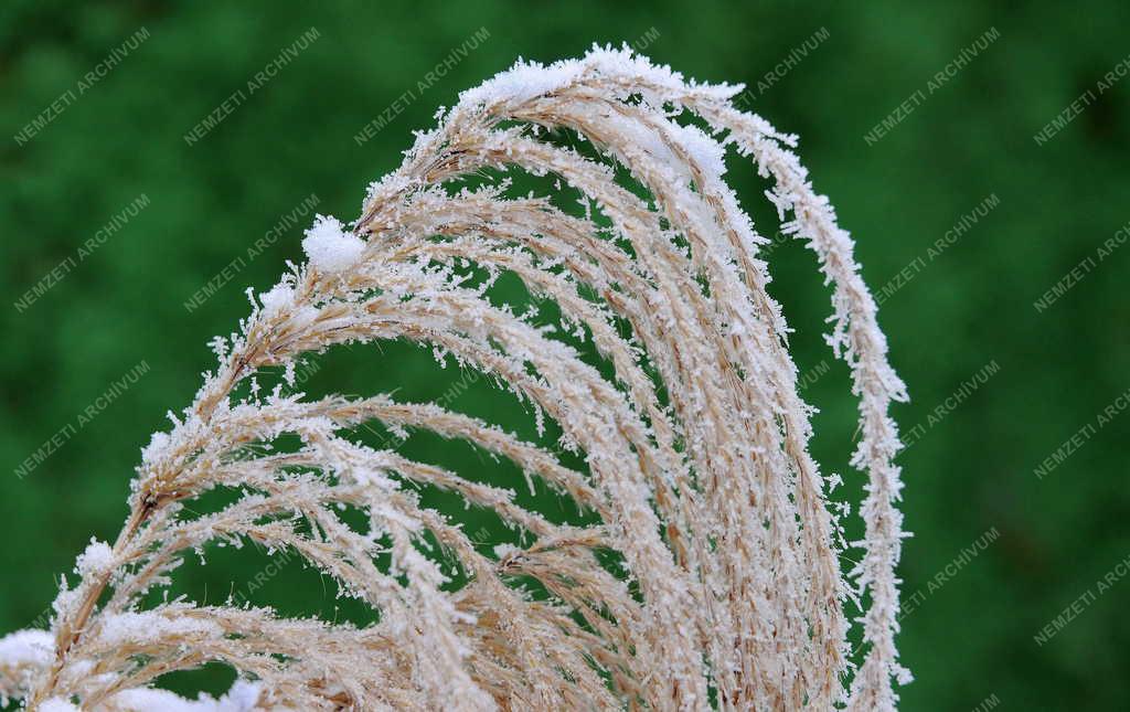 Természet - Debrecen - Zúzmarás növények