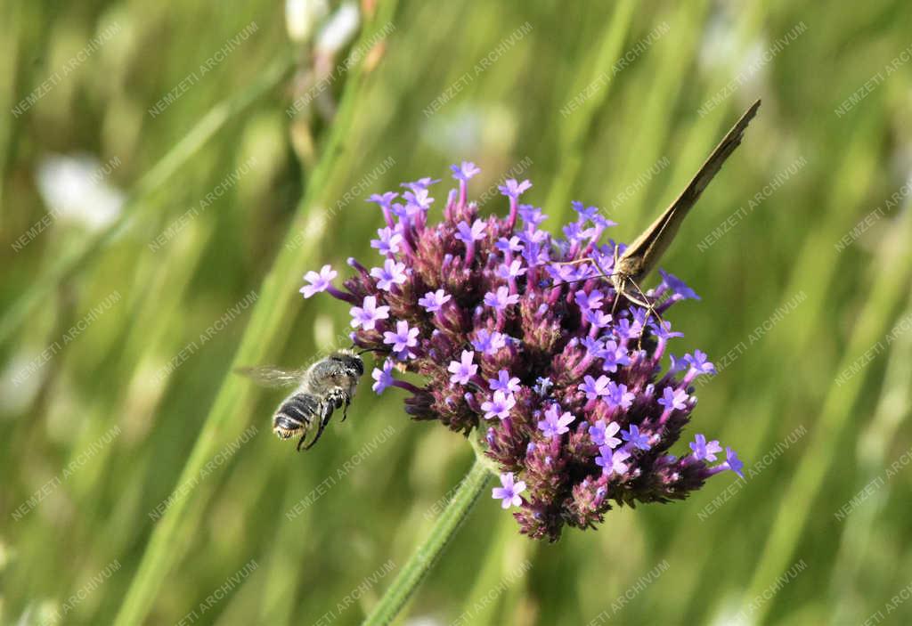 Természet - Budapest - Közönséges szemeslepke