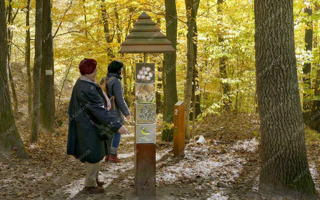 Természet - Oktatás - Királyréti tanösvény ősszel