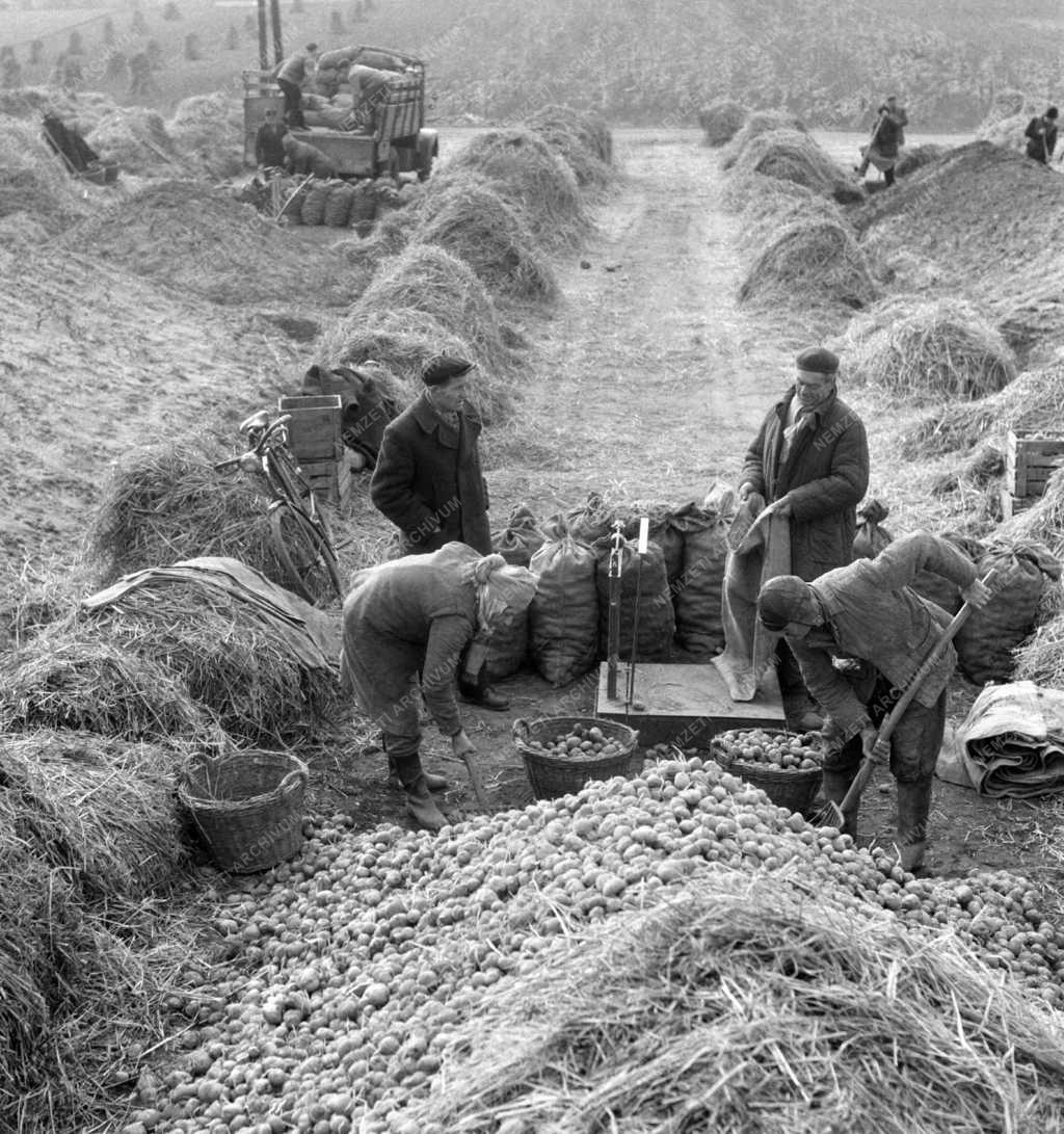 Mezőgazdaság - Kereskedelem - Megkezdték a télre tárolt burgonya fővárosba szállítását