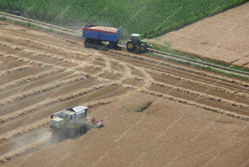 Mezőgazdaság - Aratják a búzát