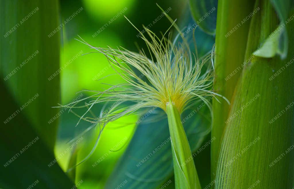 Mezőgazdaság - Balmazújváros - Termőre fordult a kukorica