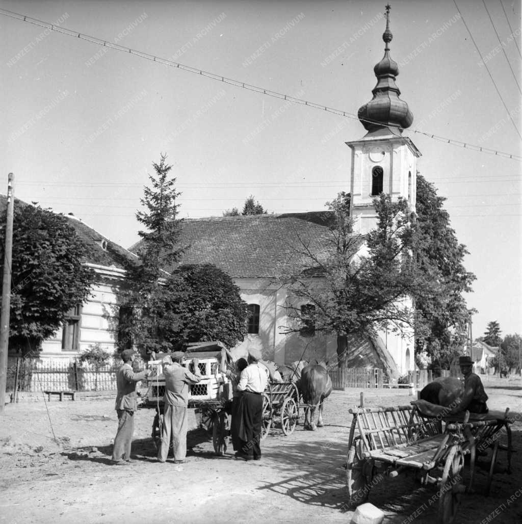 Gazdaság - Mezőgazdaság - A rózsafai Közös út Termelőszövetkezet