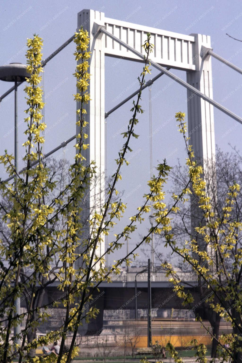 Városkép - Természet - Virágzik az aranyvessző a fővárosban