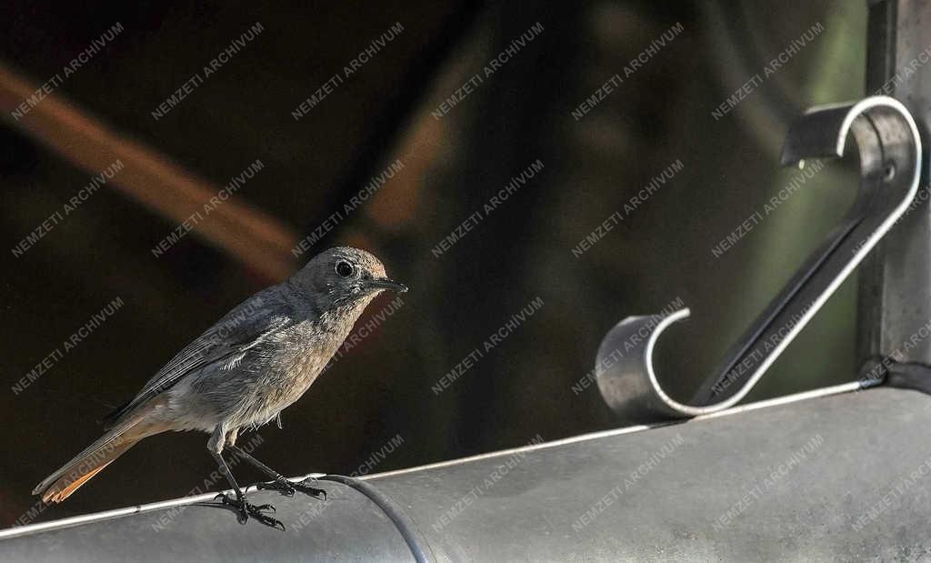 Természet - Nyíregyháza - Házi rozsdafarkú.