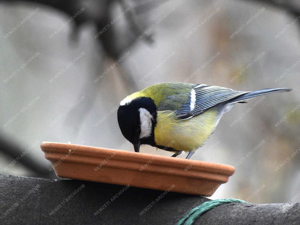 Természet - Budapest - Széncinege
