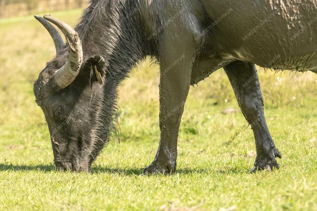 Állatvilág - Balatonmagyaród - Bivalyrezervátum 