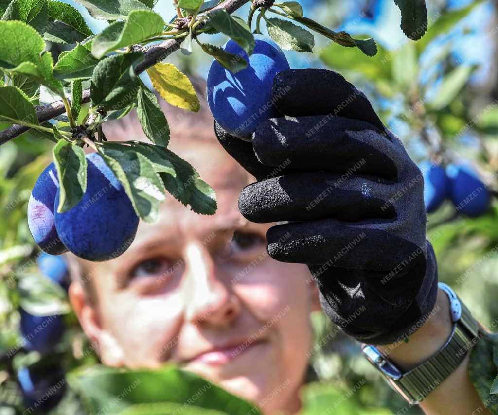 Gyümölcstermesztés - Debrecen - Szilva szüret