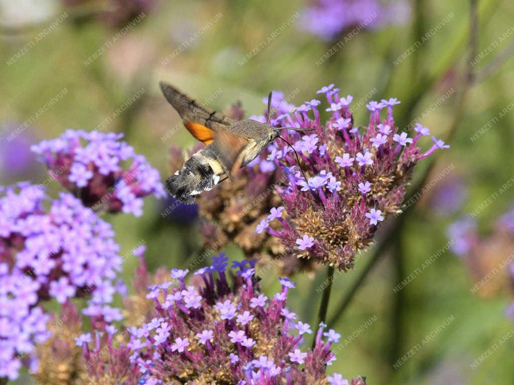 Természet - Budapest - Szenderlepke