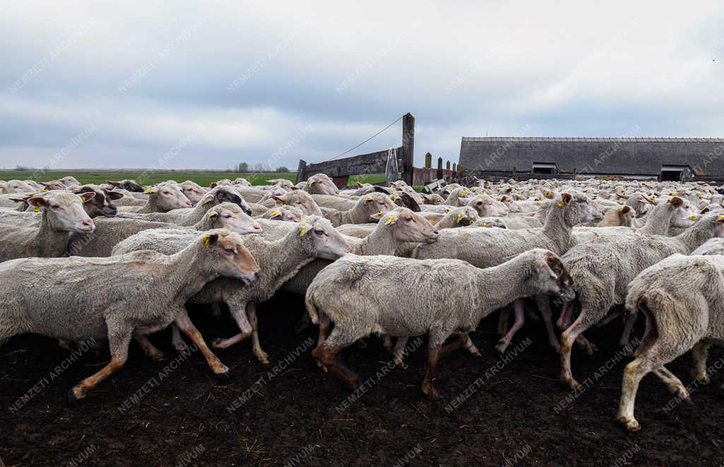 Mezőgazdaság - Kezdődik a legeltetési szezon Hortobágyon