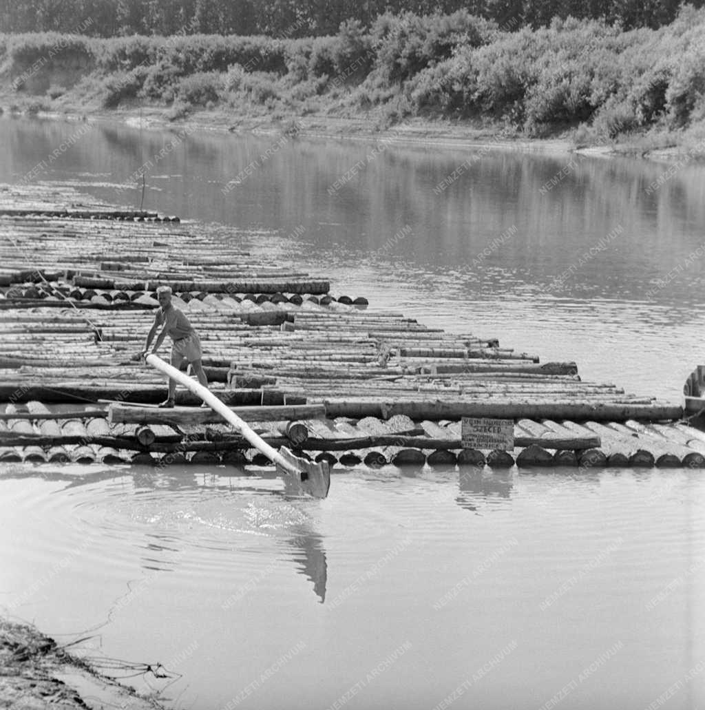 Mezőgazdaság - Faszállítás tutajozással a Tisza folyón