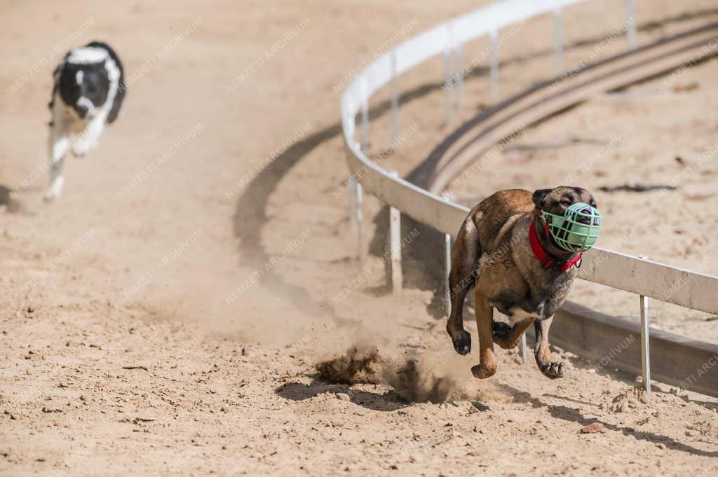 Sport - Isaszegi Agárpálya