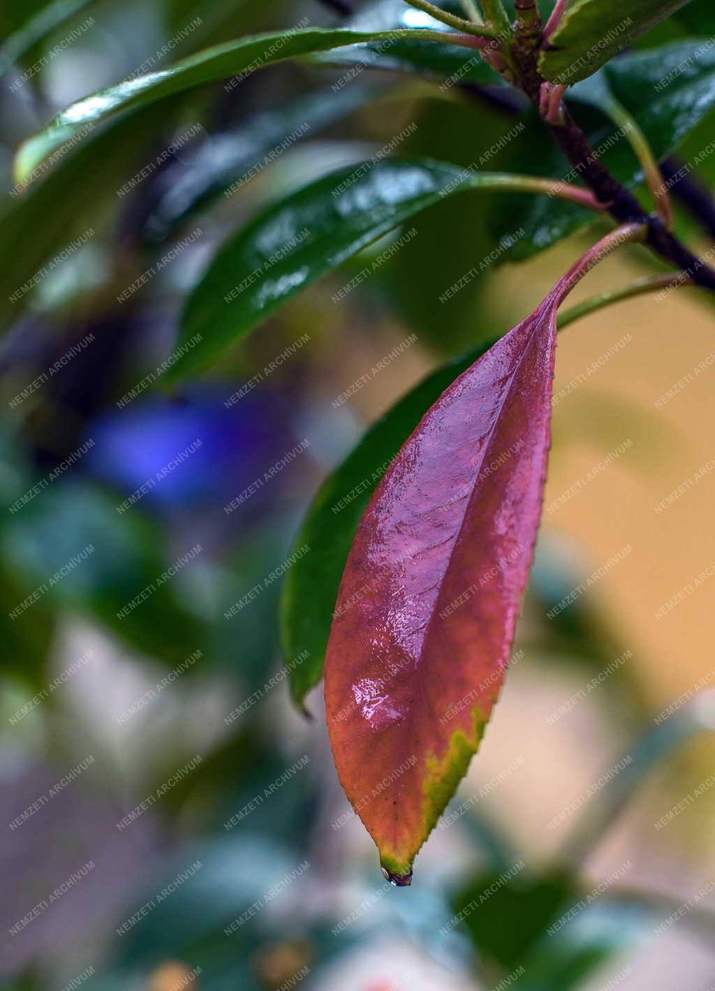 Természet - Színes őszi növénylevél