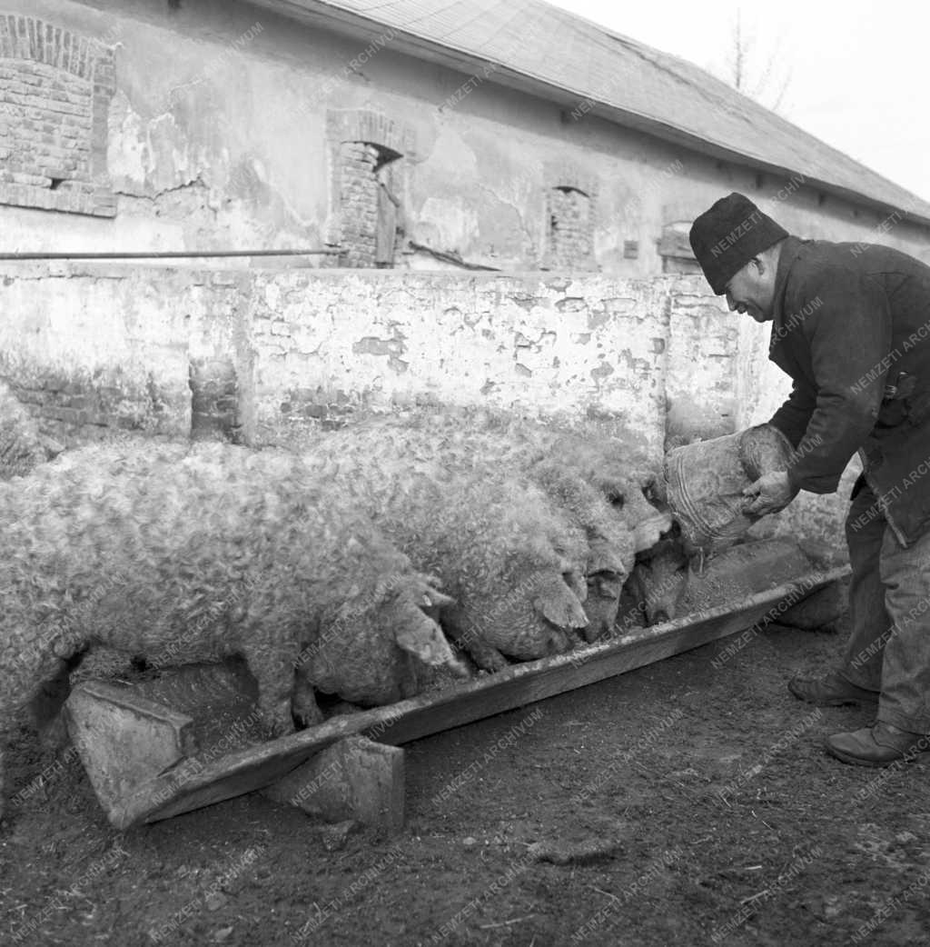 Mezőgazdaság - Állattenyésztés - Mangalica
