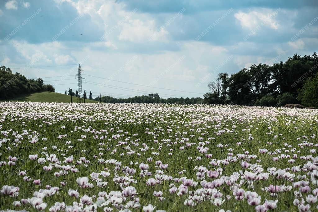Mezőgazdaság - Máktábla Zircnél 