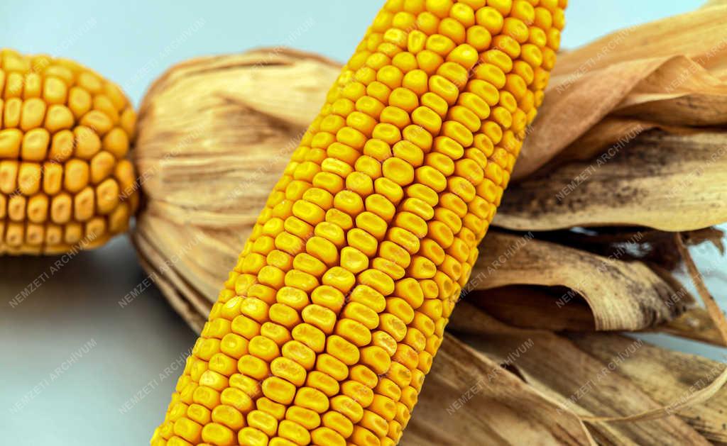 Tárgyfotó - Debrecen - Kukorica termés