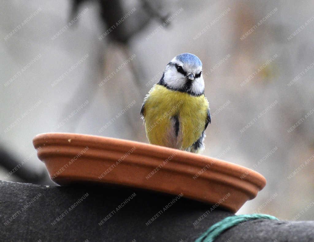 Természet - Budapest - Kék cinege
