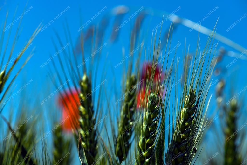 Mezőgazdaság - Érik a gabona Polgárnál
