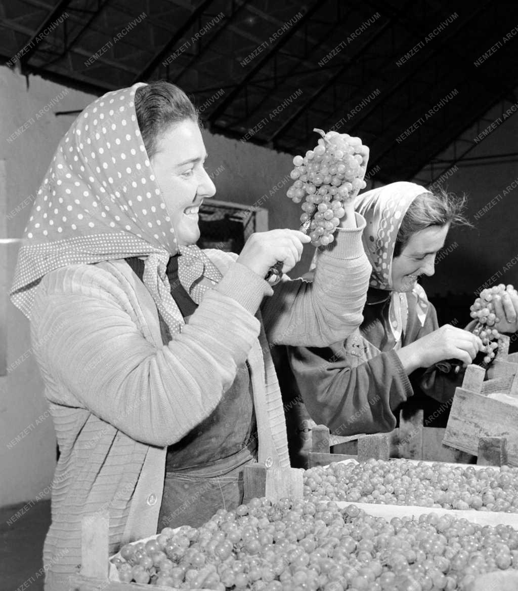 Mezőgazdaság - Balatonaligai ÁG - Szüret