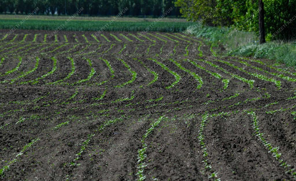 Mezőgazdaság - Debrecen - Tavaszi szántóföldi növények
