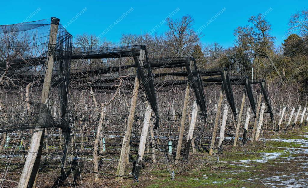Mezőgazdaság - Metszik az almafákat Debrecen határában
