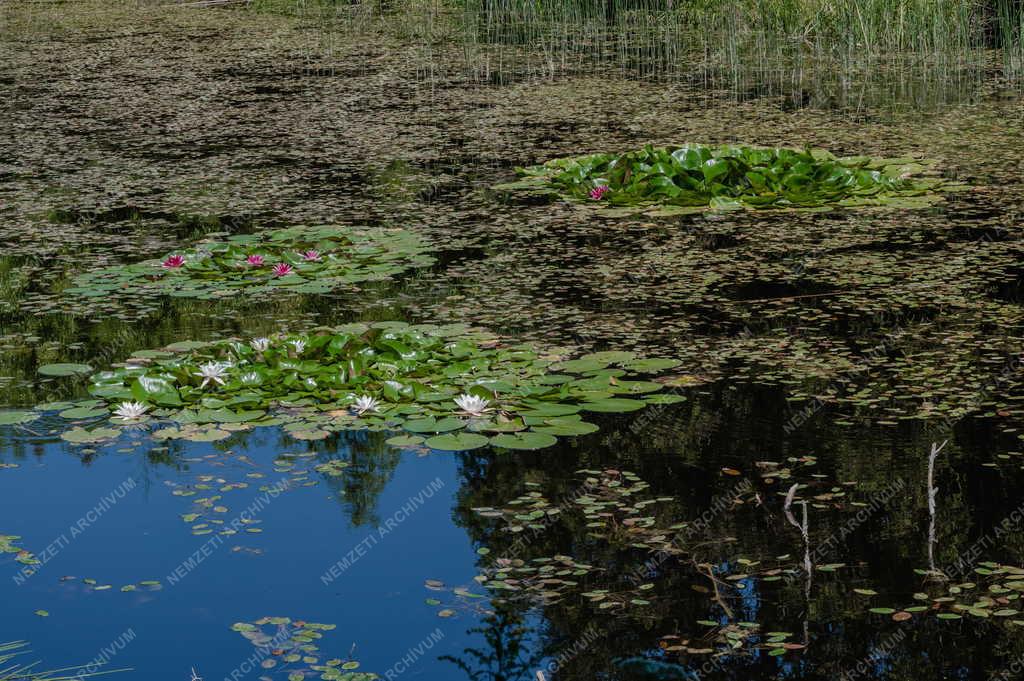 Természet - Kám - Jeli Arborétum