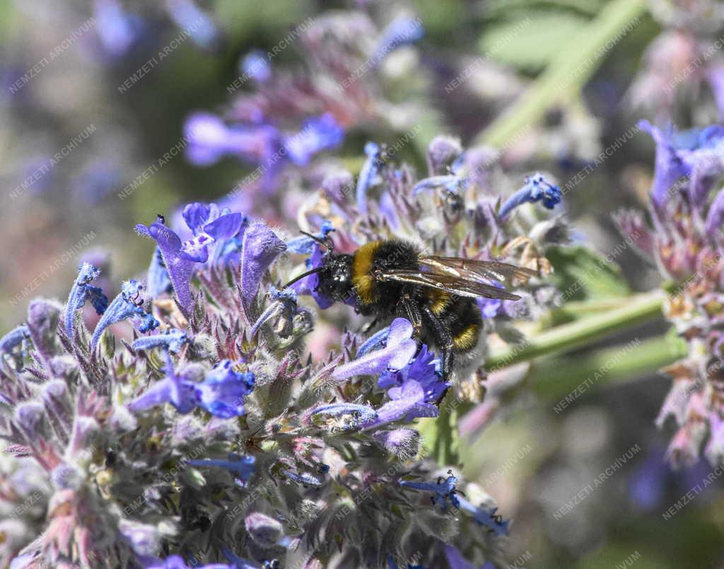Természet - Dongó - Levendula