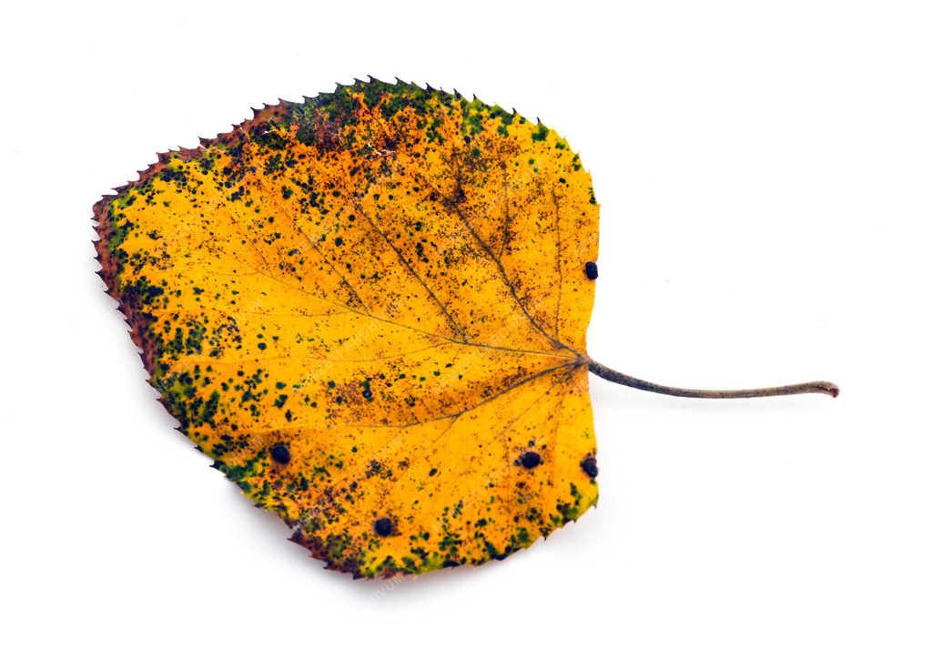 Természet - Debrecen - Őszi falevél