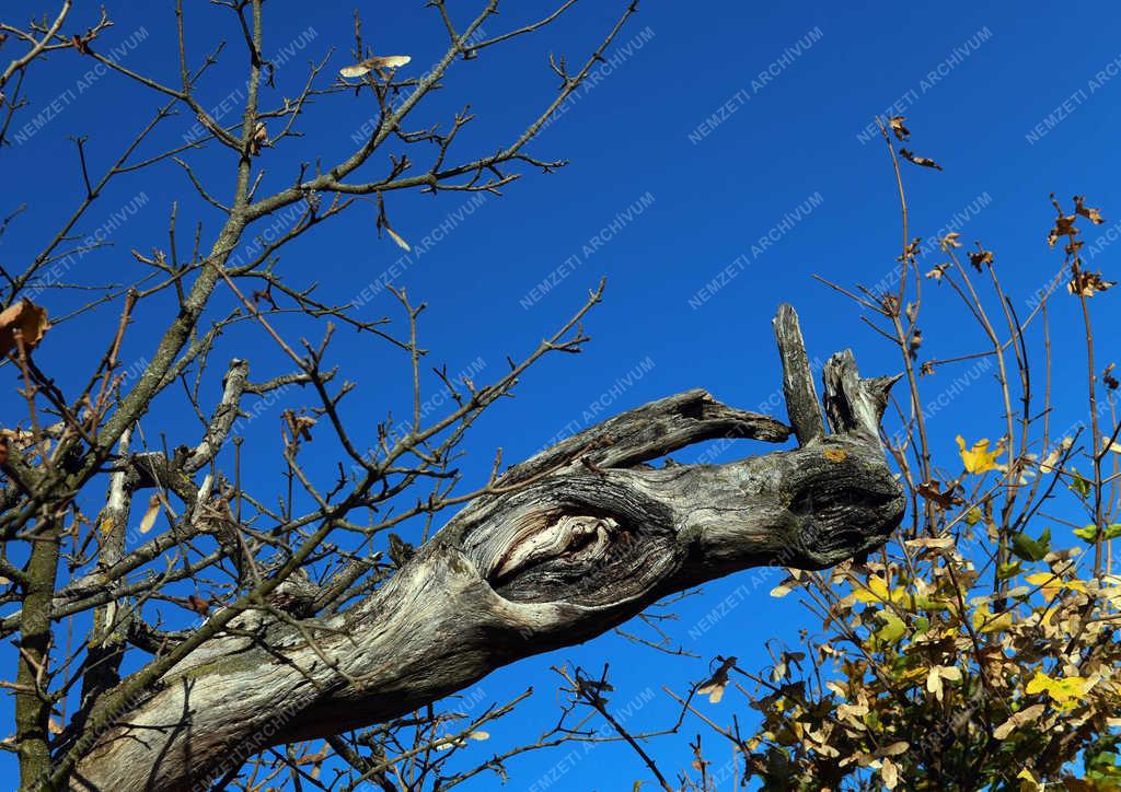 Természet - Zsobok - Ősz a határban