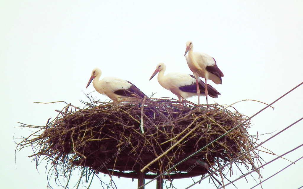 Természet - Gólyák