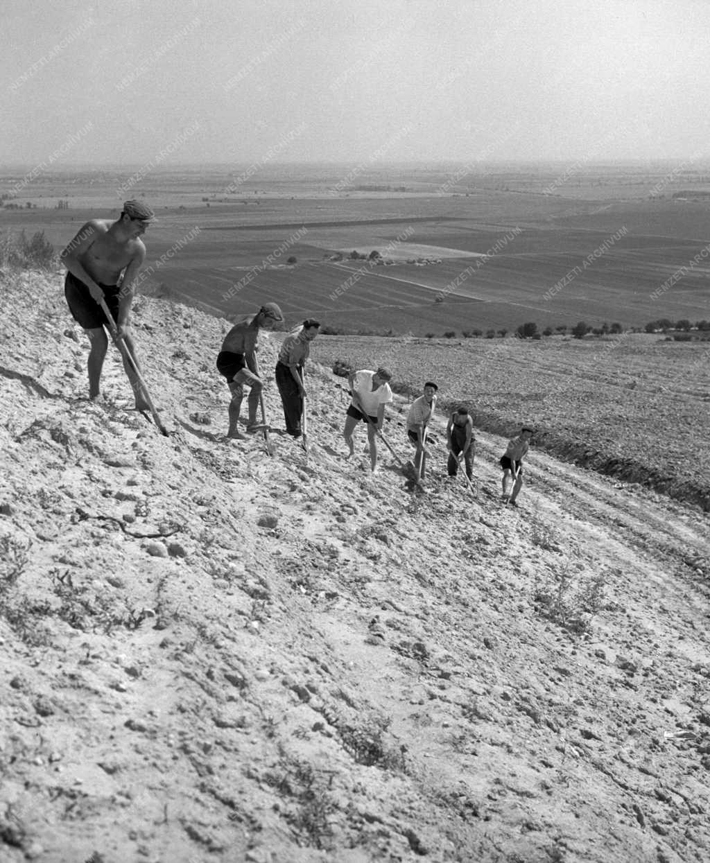 Növénytermesztés – Rétegvonalas szőlőművelés a szekszárdi borvidéken