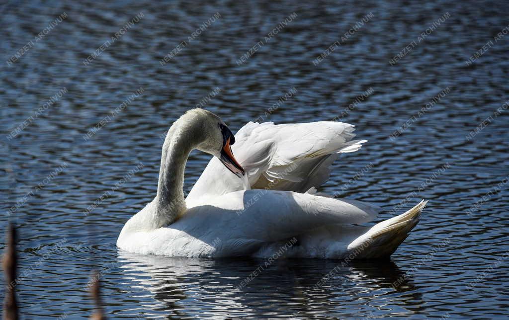 Tájkép - Vekeri-tó - Bütykös hattyú