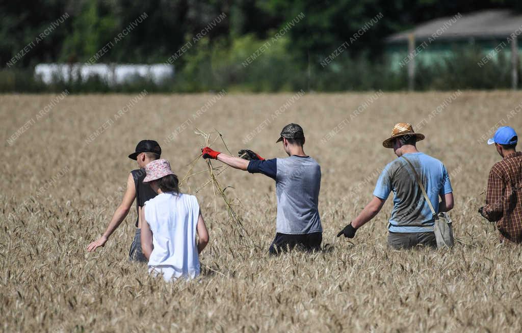 Mezőgazdaság - Debrecen - Diákmunka a gabona földön