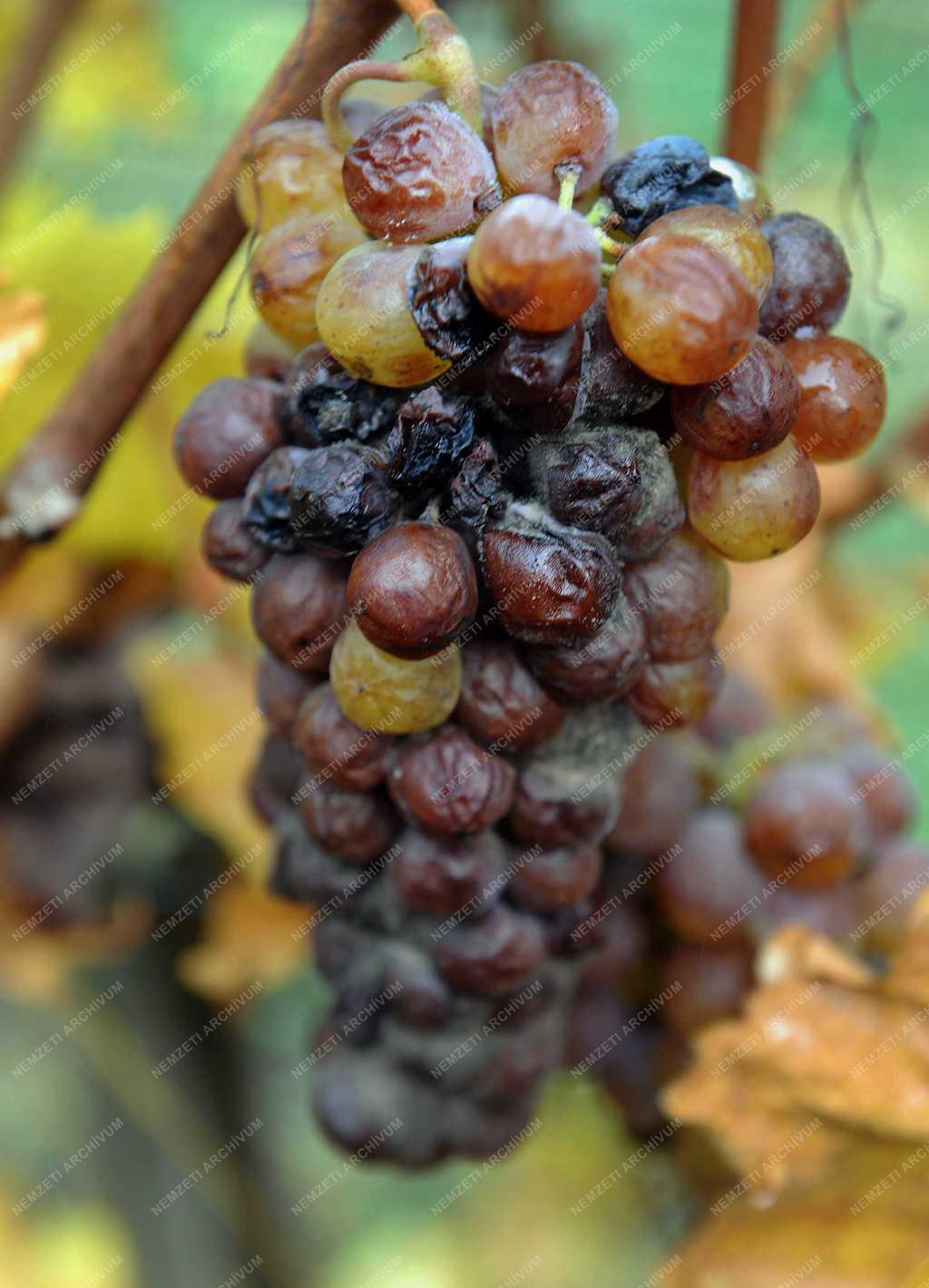 Borászat - Tokaj - A Paulay Borház szőlőültetvénye