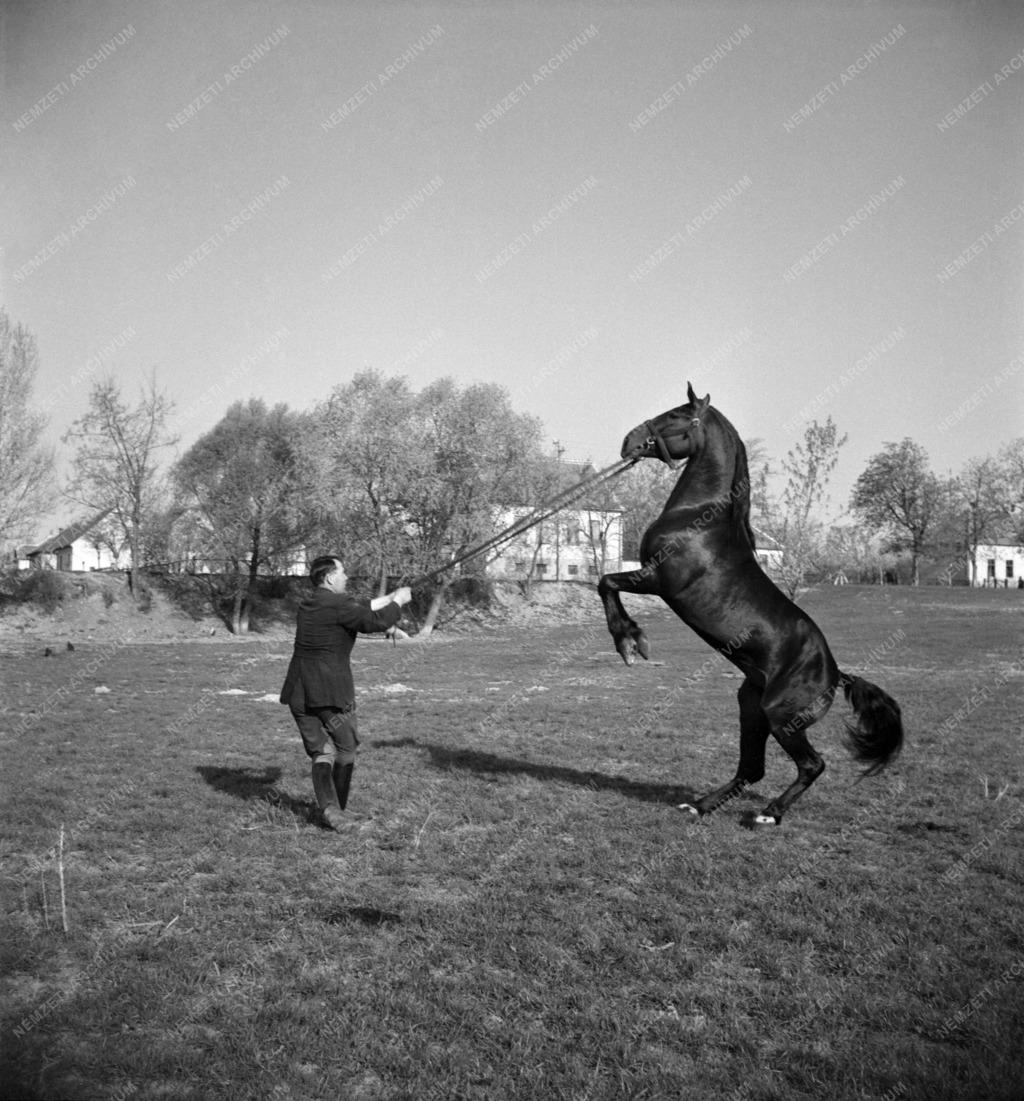 Sport - Lótenyésztés