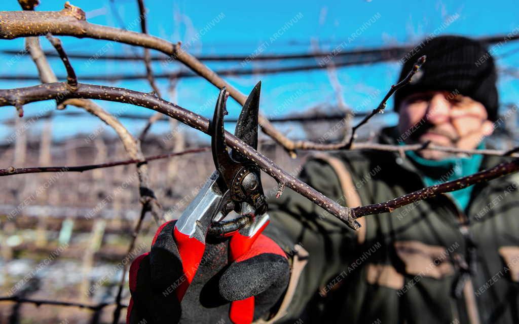 Mezőgazdaság - Metszik az almafákat Debrecen határában
